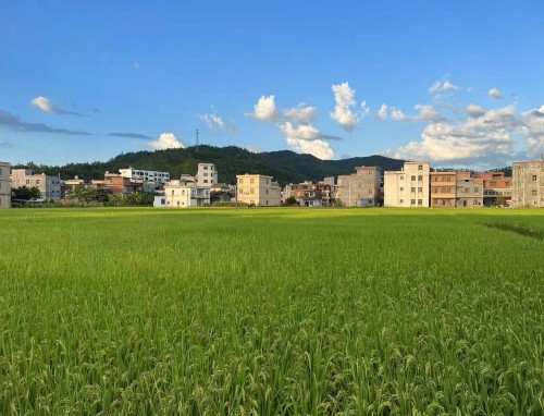 牛郎织女的故事缩写400字_牛郎织女的故事缩写五年级
